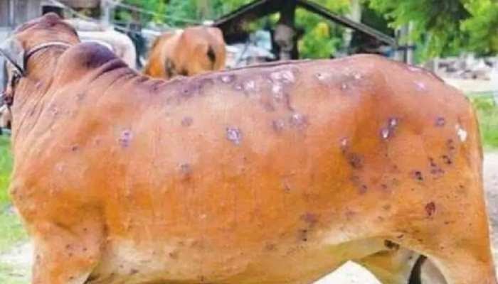 मुळशी तालुक्यात तीन दिवसीय लंपी प्रतिबंधक लसीकरण मोहीम