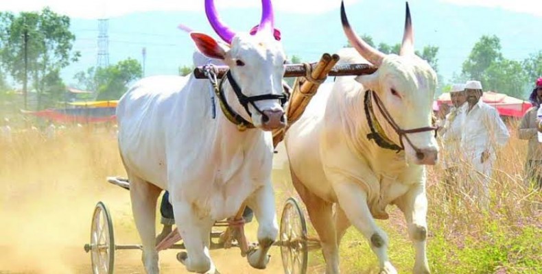 भुकूम येथे बैलगाडा शर्यतीवर पौड पोलिसांची कारवाई