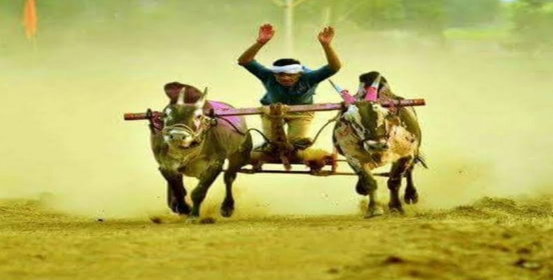 पौड पोलिसांनी केली बैलगाडा शर्यती वर कारवाई