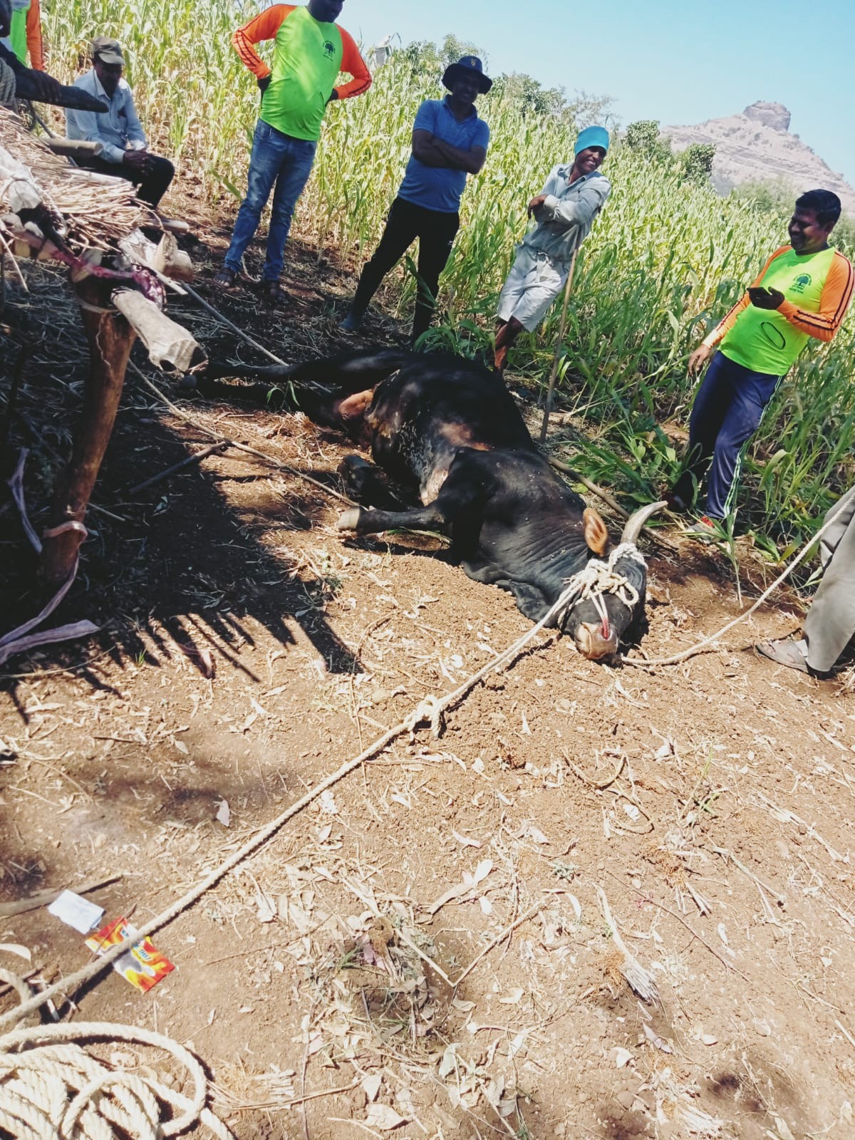 काशिग येथे मोकाट वळूला पकडण्यात यश